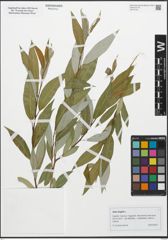 Foto von Salix fragilis L.